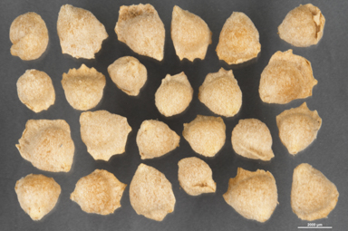 APII jpeg image of Atriplex muelleri  © contact APII