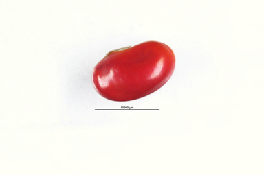 APII jpeg image of Erythrina  © contact APII