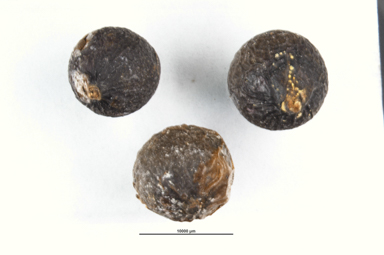 APII jpeg image of Cryptocarya obovata  © contact APII