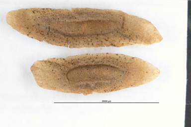 APII jpeg image of Flindersia bennettiana  © contact APII