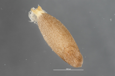 APII jpeg image of Triodia scariosa  © contact APII