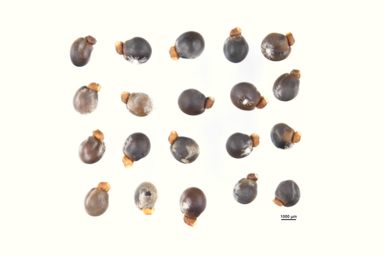 APII jpeg image of Dodonaea tepperi  © contact APII
