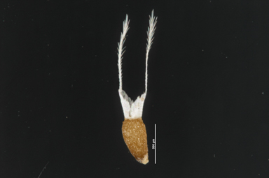 APII jpeg image of Angianthus tomentosus  © contact APII