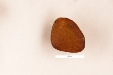 APII jpeg image of Atractocarpus fitzalanii  © contact APII