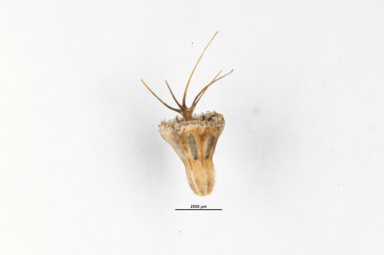 APII jpeg image of Scabiosa atropurpurea  © contact APII