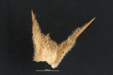 APII jpeg image of Sclerolaena patenticuspis  © contact APII
