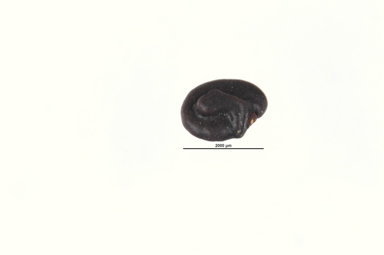APII jpeg image of Dodonaea filiformis  © contact APII