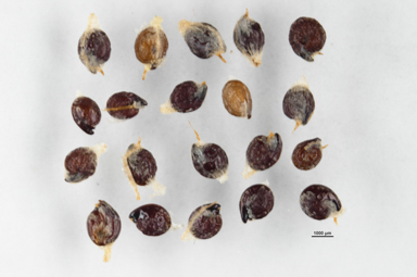 APII jpeg image of Atriplex holocarpa  © contact APII