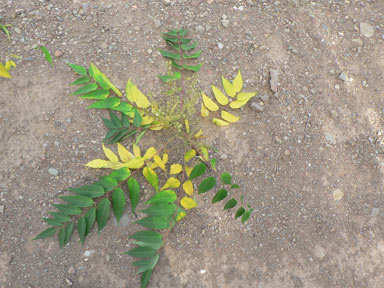 APII jpeg image of Ailanthus altissima  © contact APII