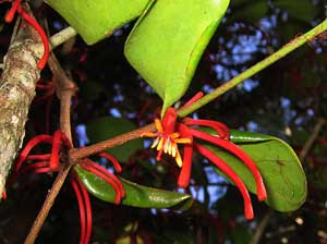 Benthamina alyxifolia