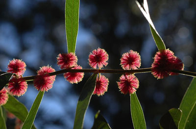 Acacia 'Scarlet Blaze'