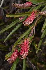 Grevillea longifolia