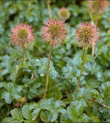 Acaena novae-zelandiae