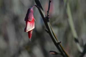 Bossiaea walkeri