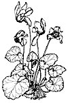 Cyclamen persicum