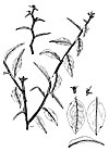 Pedilanthus tithymaloides