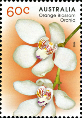 stamp - Sarcochilus falcatus